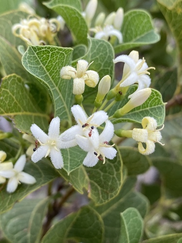 Coelospermum reticulatum (F.Muell.) Benth.