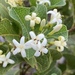 Medicine Bush - Photo (c) ryanthughes, some rights reserved (CC BY-NC)