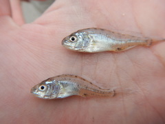 Micropogonias undulatus