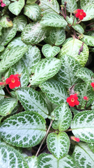 Episcia reptans
