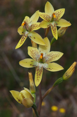Thelymitra villosa