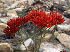 Haemodorum coccineum