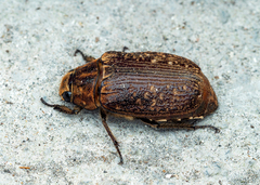 Carlschoenherria argus
