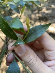Cryptocarya meisneriana