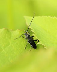 Ropalopus macropus