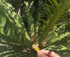 Encephalartos trispinosus