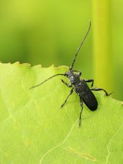 Ropalopus macropus