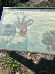 Encephalartos trispinosus