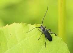 Ropalopus macropus