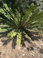 Encephalartos trispinosus