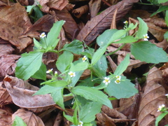 Galinsoga quadriradiata