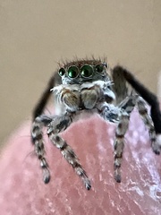 Maratus montanus