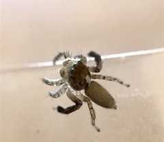 Maratus montanus