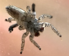 Maratus montanus