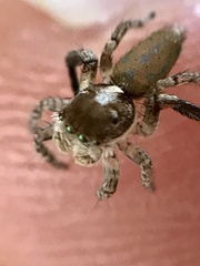 Maratus montanus
