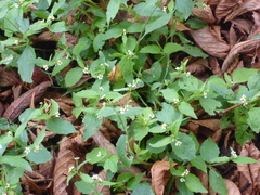 Galinsoga quadriradiata