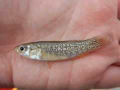 Fundulus grandis