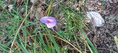 Crocus ligusticus