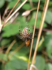 Araneus diadematus