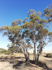 Eucalyptus wubinensis