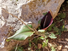 Arum pictum