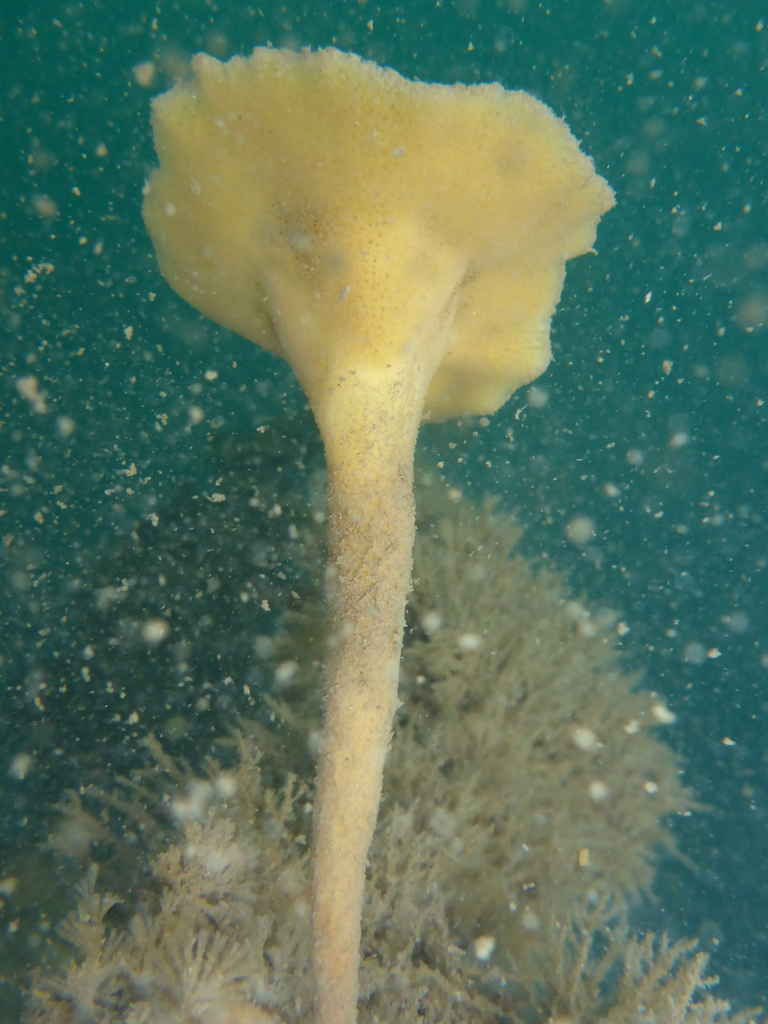 lacy horny sponge