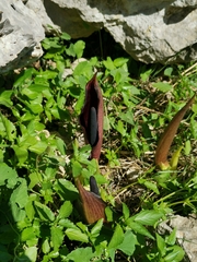 Arum pictum