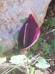 Arum pictum