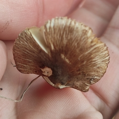 Inocybe pseudodestricta