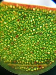 Eucalyptus wubinensis