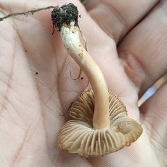 Inocybe pseudodestricta