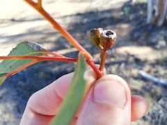 Eucalyptus wubinensis