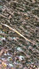 Styringomyia
