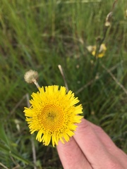 Podolepis linearifolia