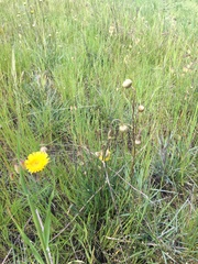 Podolepis linearifolia