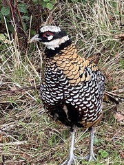 Syrmaticus reevesii