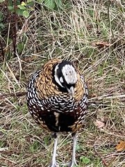 Syrmaticus reevesii