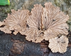 Schizophyllum commune