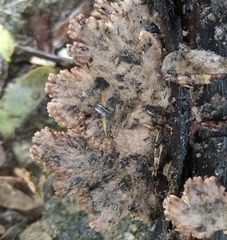 Schizophyllum commune
