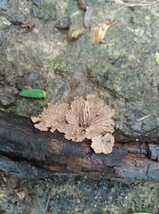 Schizophyllum commune