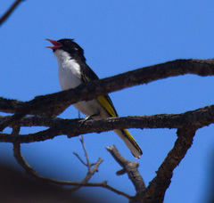 Grantiella picta