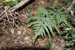 Adiantum formosum