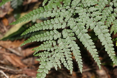 Adiantum formosum