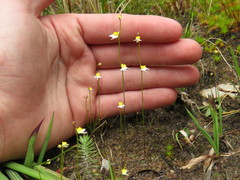 Utricularia bisquamata
