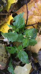 Galinsoga quadriradiata
