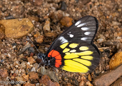 Delias pasithoe pasithoe