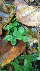Trifolium repens