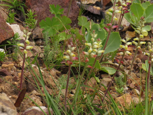 Image of Lachenalia cernua by (c) Jeremy Gilmore, some rights reserved (CC BY)