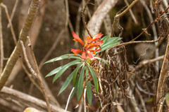 Digitalis chalcantha