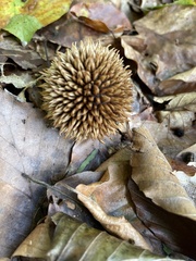 Platanaceae